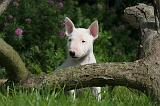 BULL TERRIER MINIATURE 175